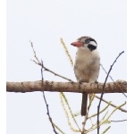 White-eared Puffbird. Photo by Dave Semler. All rights reserved.
