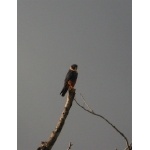 Bat Falcon at Chinkultic. Photo by Rick Taylor. Copyright Borderland Tours. All rights reserved.