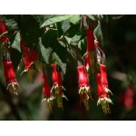 Fuschia on Cerro Huitepec. Photo by Rick Taylor. Copyright Borderland Tours. All rights reserved.