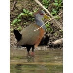 Gray-necked Wood-Rail. Photo by Rick Taylor. Copyright Borderland Tours. All rights reserved.