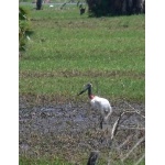 Jabiru in the Río Usumacinta Marshes. Photo by Rick Taylor. Copyright Borderland Tours. All rights reserved.
