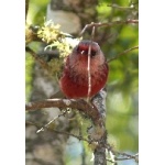 Pink-headed Warbler. Photo by Rick Taylor. Copyright Borderland Tours. All rights reserved.