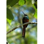 Rufous-tailed Jacamar. Photo by Rick Taylor. Copyright Borderland Tours. All rights reserved.