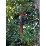 Scarlet Macaw. Photo by Rick Taylor. Copyright Borderland Tours. All rights reserved.