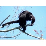 Yucatan Black Howler Monkey. Photo by Rick Taylor. Copyright Borderland Tours. All rights reserved.