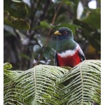 Collared Trogon. Photo by Dave Semler. All rights reserved.