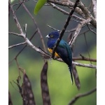 Violaceous Trogon. Photo by Dave Semler. All rights reserved.
