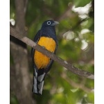 White-tailed Trogon. Photo by Dave Semler. All rights reserved.