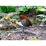 Bicolored Antpitta. Photo by Luis Uruena. All rights reserved.