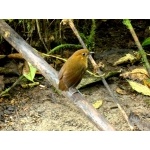 Brown-banded Antpitta. Photo by Luis Uruena. All rights reserved.