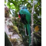 Resplendent Quetzal. Photo by Charlie Oldham. All rights reserved.