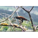 Montezuma Oropendola. Photo by Dave Semler and Marsha Steffen. All rights reserved.