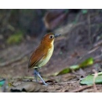 Yellow-breasted Antpitta. Photo by Dave Semler and Marsha Steffen. All rights reserved.