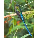 Violet-tailed Sylph. Photo by Rick Taylor. Copyright Borderland Tours. All rights reserved.