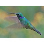 Sparkling Violetear. Photo by Paul Cozza. All rights reserved.