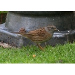 Dunnock. Photo by Richard Fray. All rights reserved.