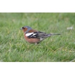 Chaffinch. Photo by Rob Fray. All rights reserved.