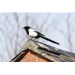 Eurasian Magpie. Photo by Rob Fray. All rights reserved.