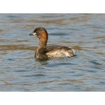 Little Grebe. Photo by Andy MacKay. All rights reserved.