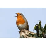 European Robin. Photo by Rob Fray. All rights reserved.