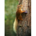 Red Squirrel. Photo by Rick Taylor. Copyright Borderland Tours. All rights reserved. 