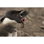 Rockhopper Penguins. Photo by Enrique Couve. All rights reserved.