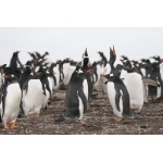 Gentoo Penguin Colony. Photo by Enrique Couve. All rights reserved.