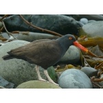 Blackish Oystercatcher. Photo by Rick Taylor. Copyright Borderland Tours. All rights reserved.
