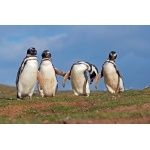 Magellanic Penguins. Photo by Enrique Couve. All rights reserved.