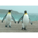 King Penguins returning from the sea. Photo by Rick Taylor. Copyright Borderland Tours. All rights reserved.