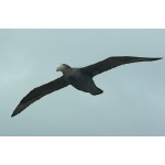 Antarctic Giant Petrel. Photo by Rick Taylor. Copyright Borderland Tours. All rights reserved.