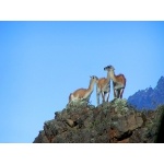 Guanacos. Photo by Dave Semler. All rights reserved.