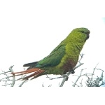 Austral Parakeet. Photo by Rick Taylor. Copyright Borderland Tours. All rights reserved.