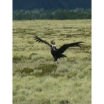 Andean Condor alighting. Photo by Rick Taylor. Copyright Borderland Tours. All rights reserved.