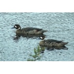 Spectacled Ducks. Photo by Rick Taylor. Copyright Borderland Tours. All rights reserved.