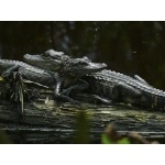 Baby American Alligators. Photo by Rick Taylor. Copyright Borderland Tours. All rights reserved. 