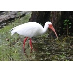 White Ibis. Photo by Jean Halford. All rights reserved.