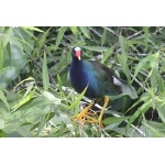 Purple Gallinule. Photo by Jean Halford. All rights reserved.