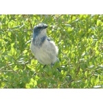 Florida Scrub-Jay. Photo by Rick Taylor. Copyright Borderland Tours. All rights reserved.  
