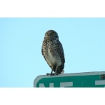 Burrowing Owl. Photo by Rick Taylor. Copyright Borderland Tours. All rights reserved.  