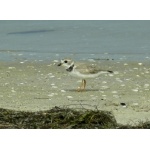 Piping Plover. Photo by Rick Taylor. Copyright Borderland Tours. All rights reserved. 