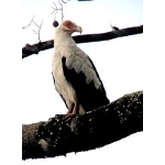 Palm-nut Vulture. Photo by Rick Taylor. Copyright Borderland Tours. All rights reserved.
