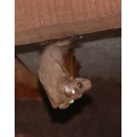 Fruit bat under the eaves. Photo by Mike West. All rights reserved.