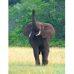 Forest Elephant mock charge. Photo by Rick Taylor. Copyright Borderland Tours. All rights reserved. 