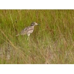 Water Thick-knee. Photo by Rick Taylor. Copyright Borderland Tours. All rights reserved. 
