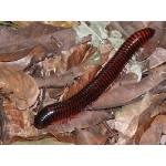 Millipede. Photo by Rick Taylor. Copyright Borderland Tours. All rights reserved.