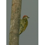 Gabon Woodpecker. Photo by Adam Riley. All rights reserved.
