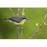 Bananaquit. Photo by Dave Semler. All rights reserved.