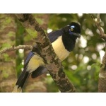 Plush-crested Jay. Photo by Rick Taylor. Copyright Borderland Tours. All rights reserved.