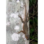 Misionary Lizard. Photo by Rick Taylor. Copyright Borderland Tours. All rights reserved.